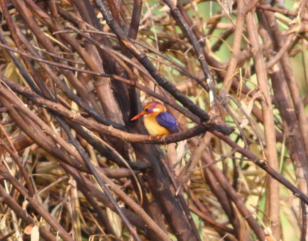 African Dwarf Kingfisher - Roger Clark