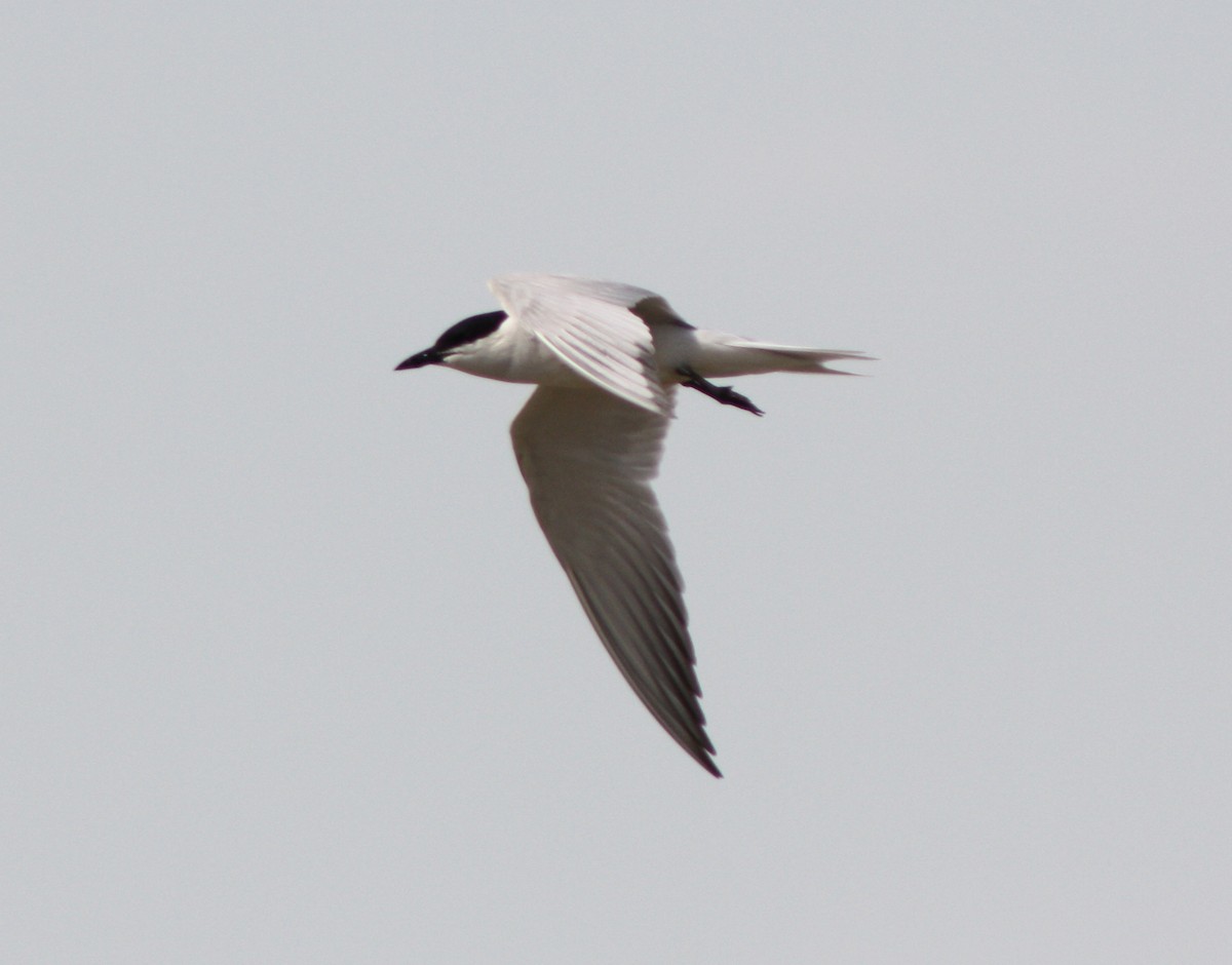 Gull-billed Tern - ML112719051