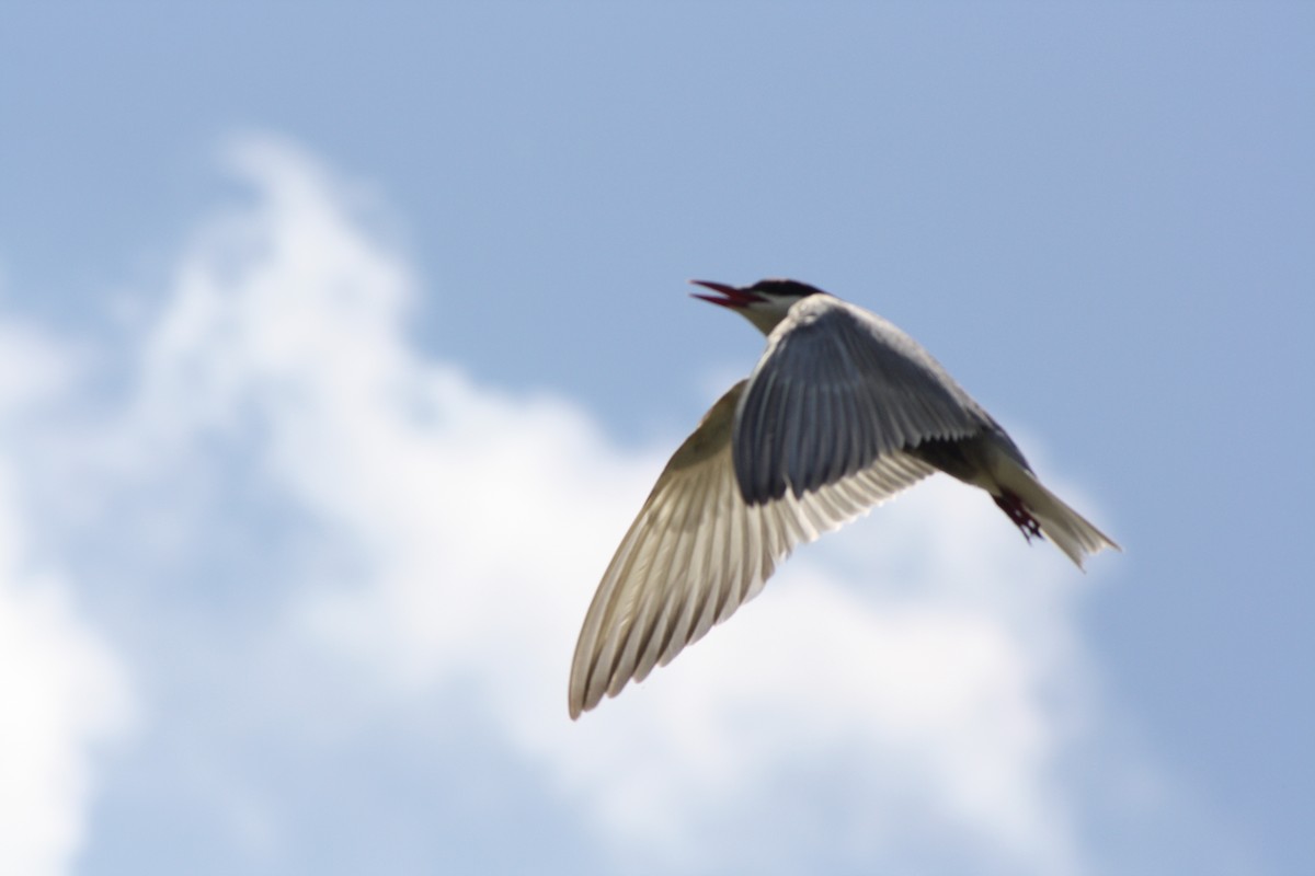 Whiskered Tern - ML112719751