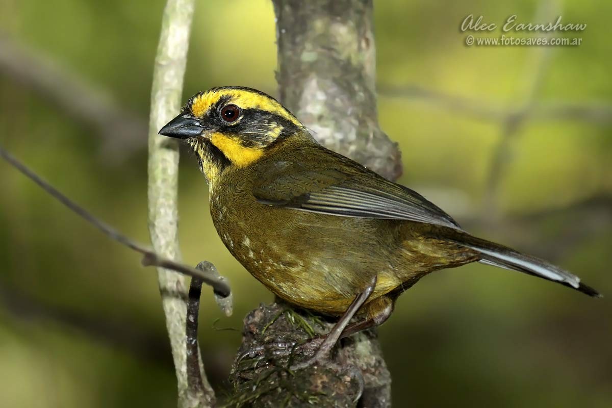 Yellow-striped Brushfinch - Alec Earnshaw