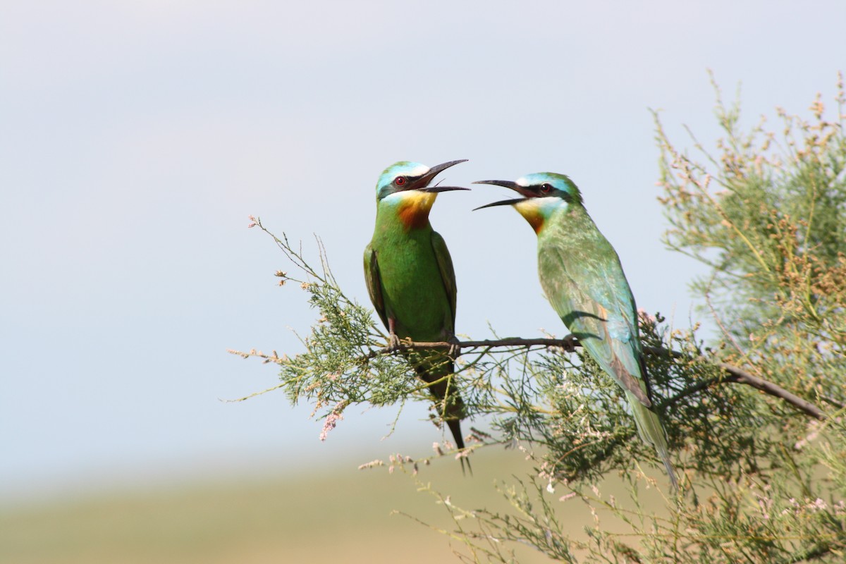 Blue-cheeked Bee-eater - ML112720191