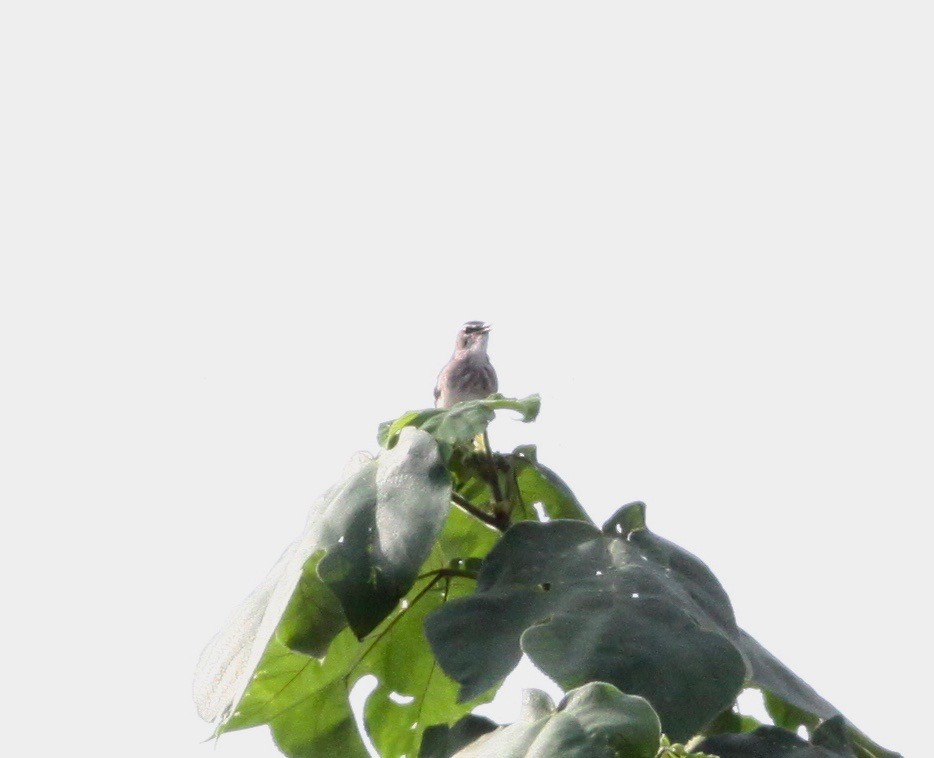 Red-backed Scrub-Robin - ML112721491