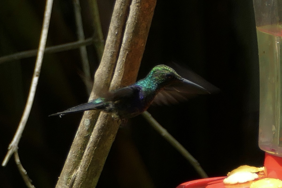 kolibřík nymfový - ML112721711