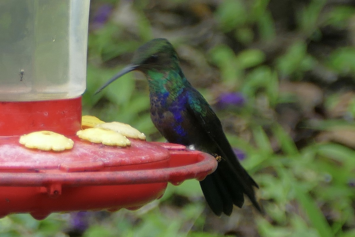 kolibřík nymfový - ML112721721