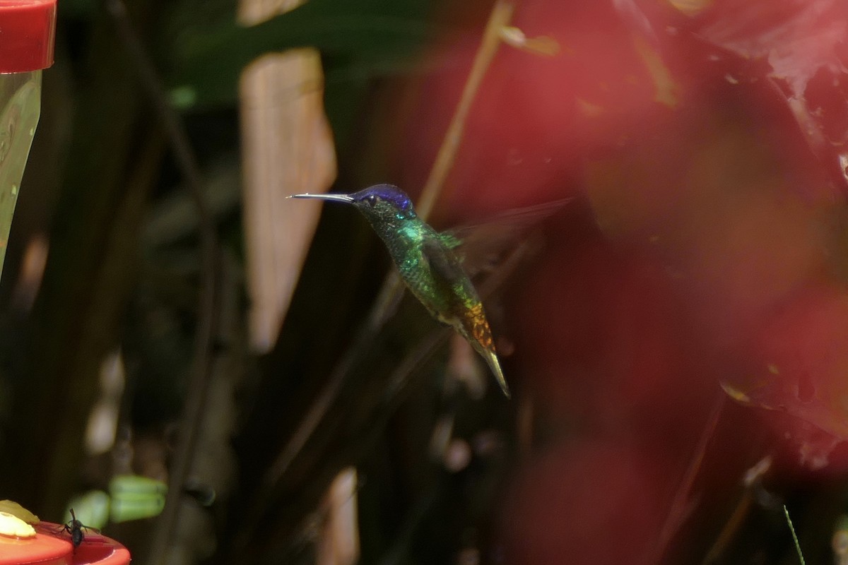 kolibřík zlatochvostý - ML112721811