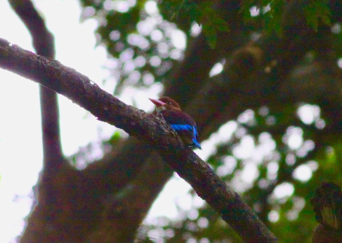 Chocolate-backed Kingfisher - ML112723181