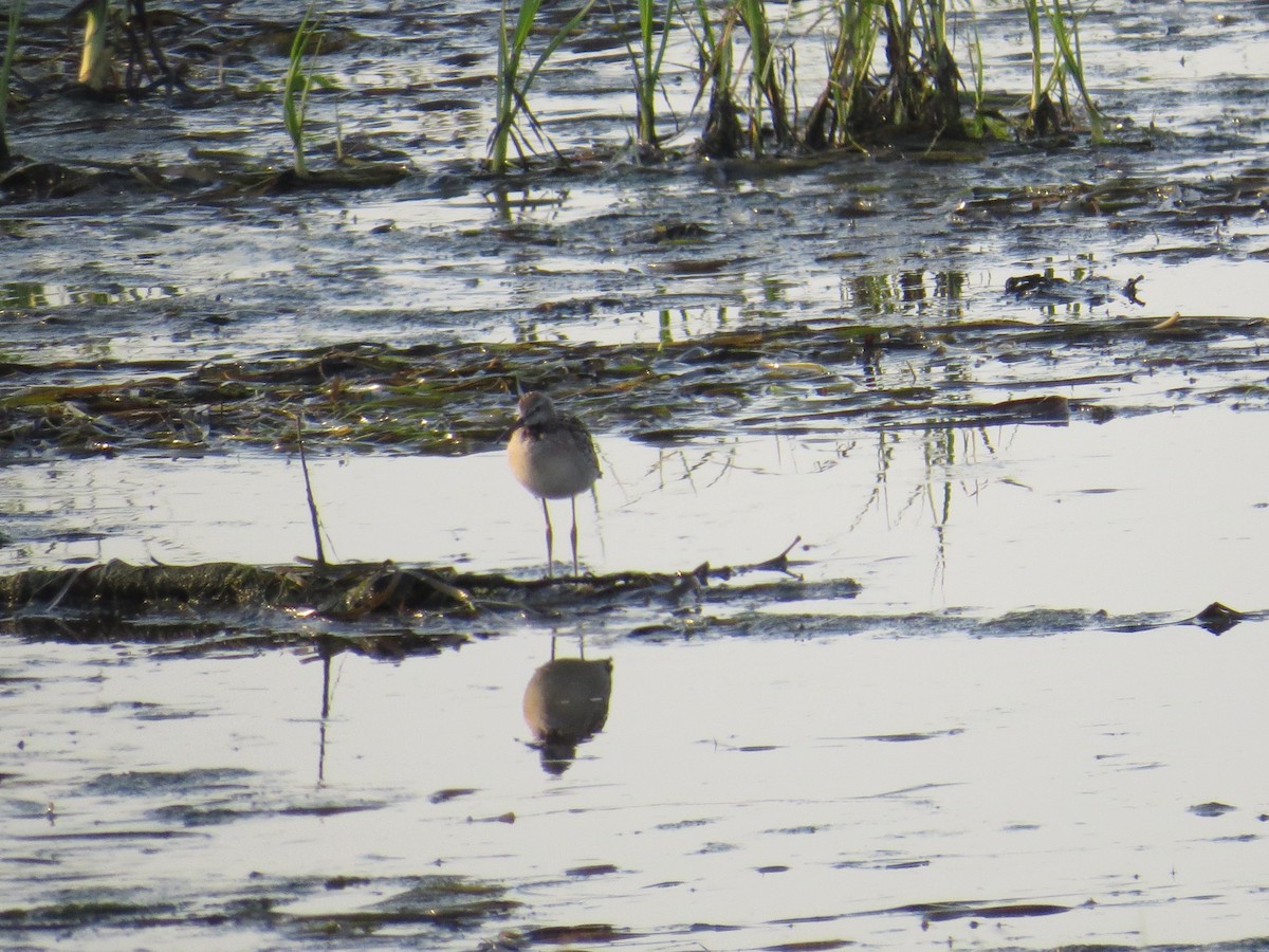 Stilt Sandpiper - ML112725101