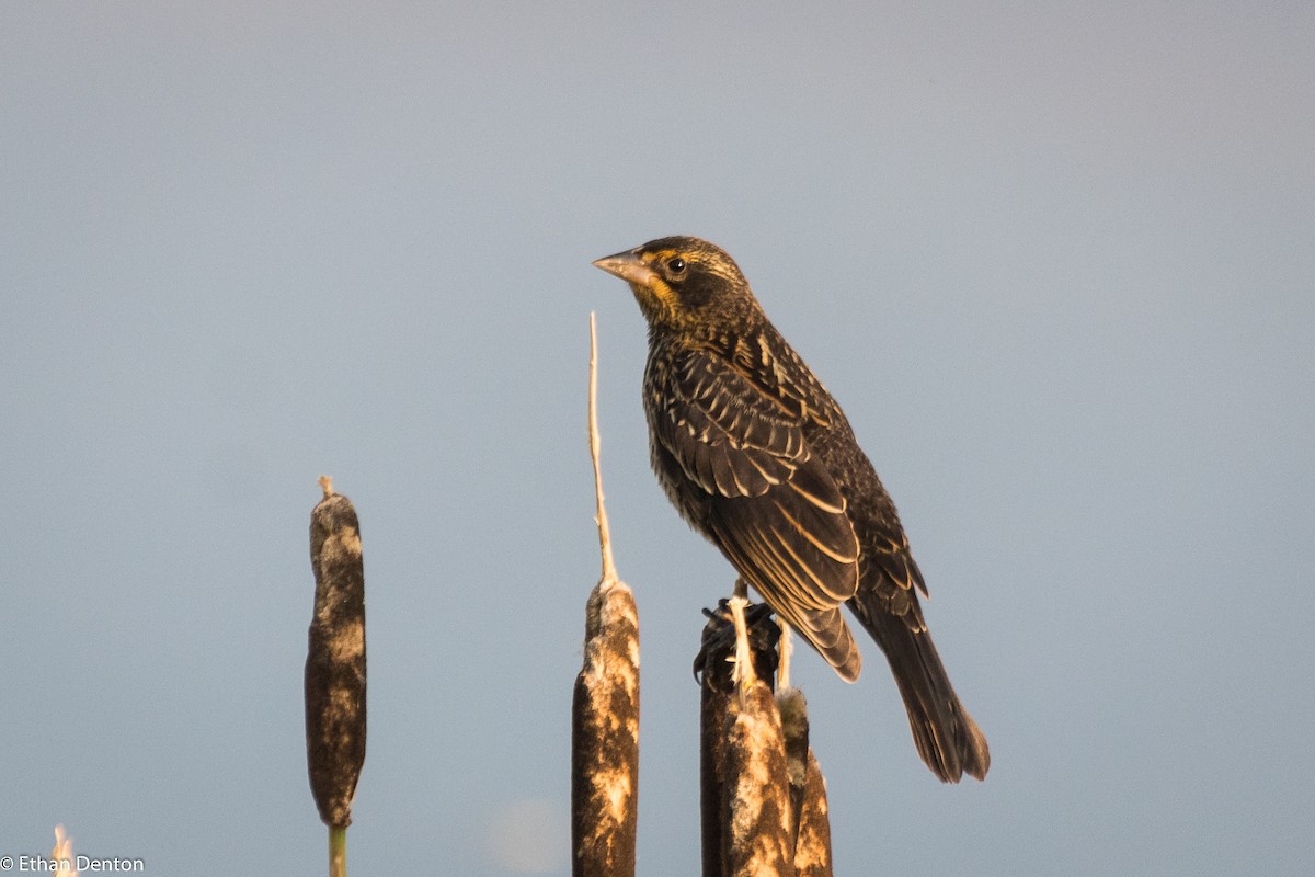 Red-winged Blackbird - ML112725671