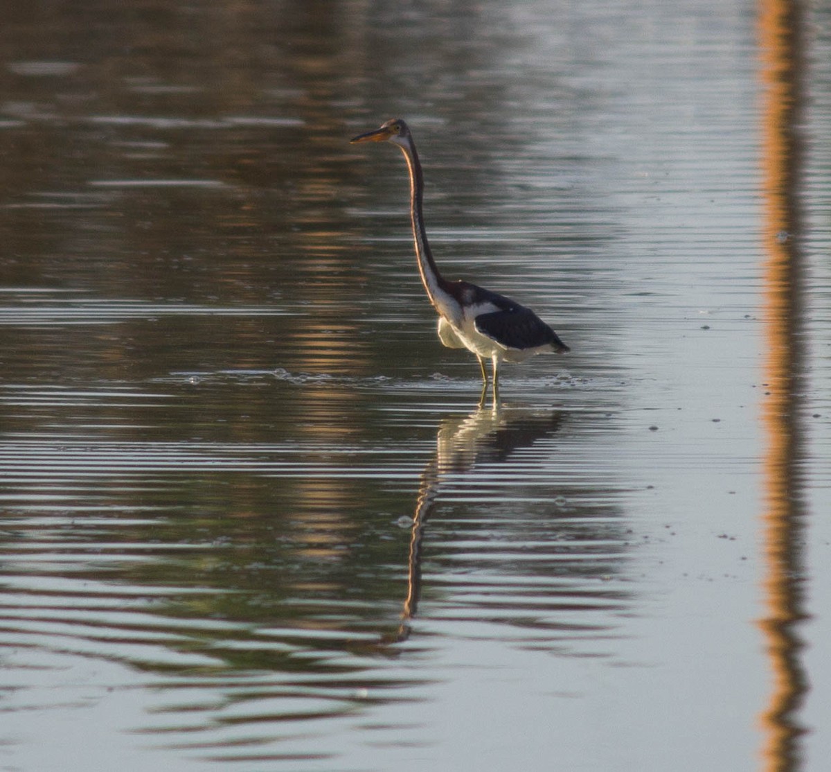 Tricolored Heron - ML112727321
