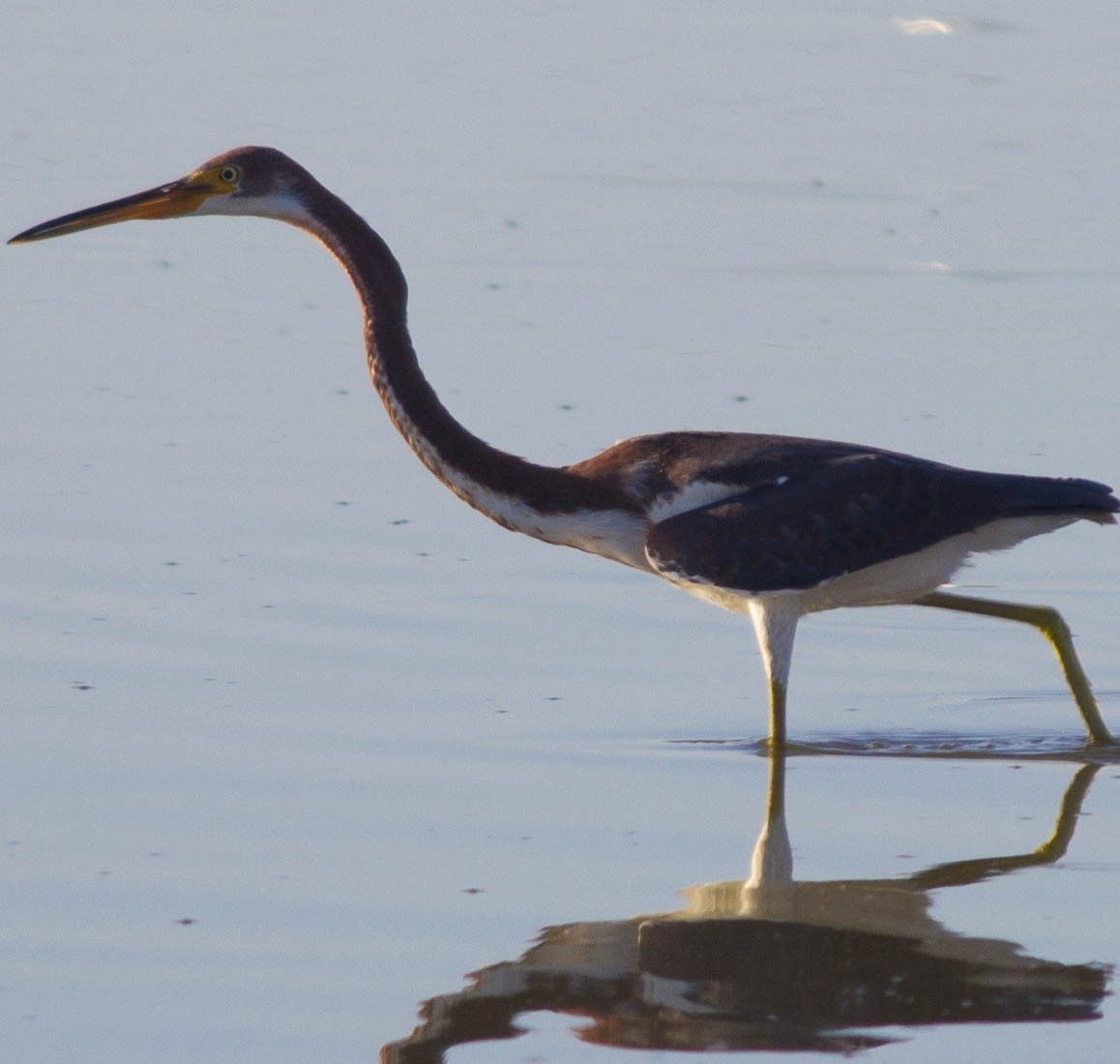 Tricolored Heron - ML112727391