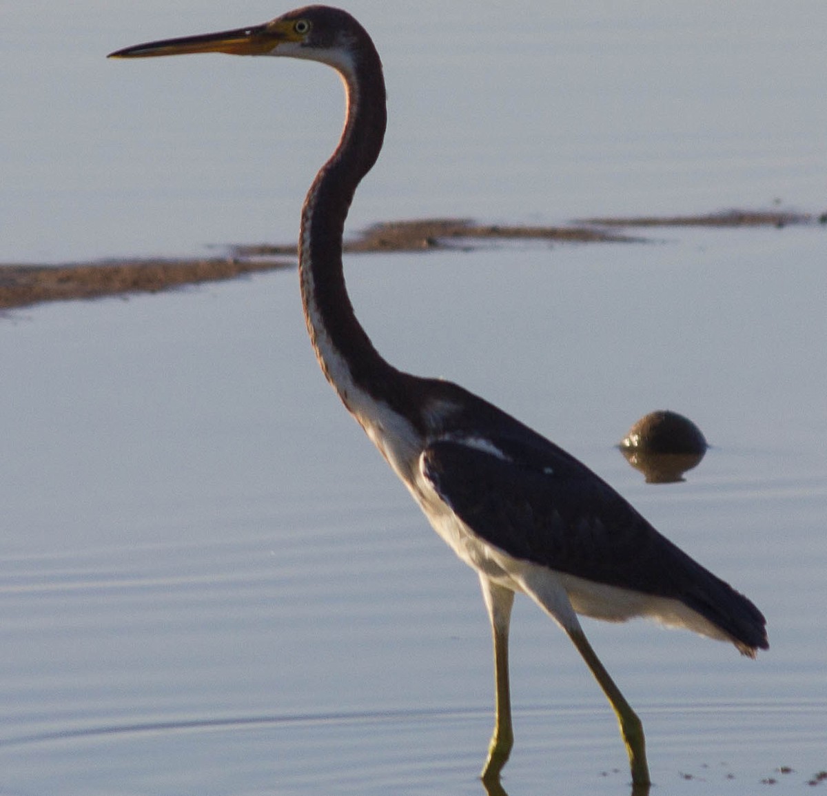 Tricolored Heron - ML112727541