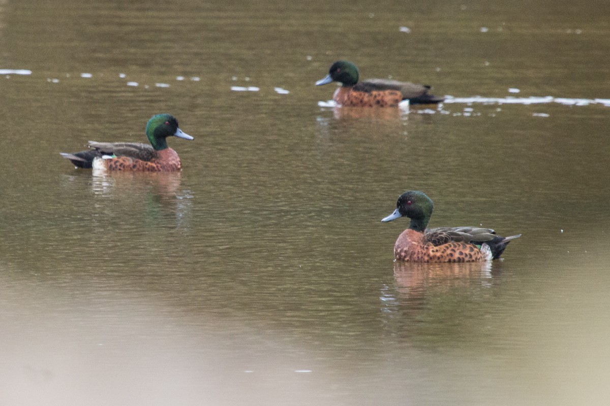 Chestnut Teal - ML112727871