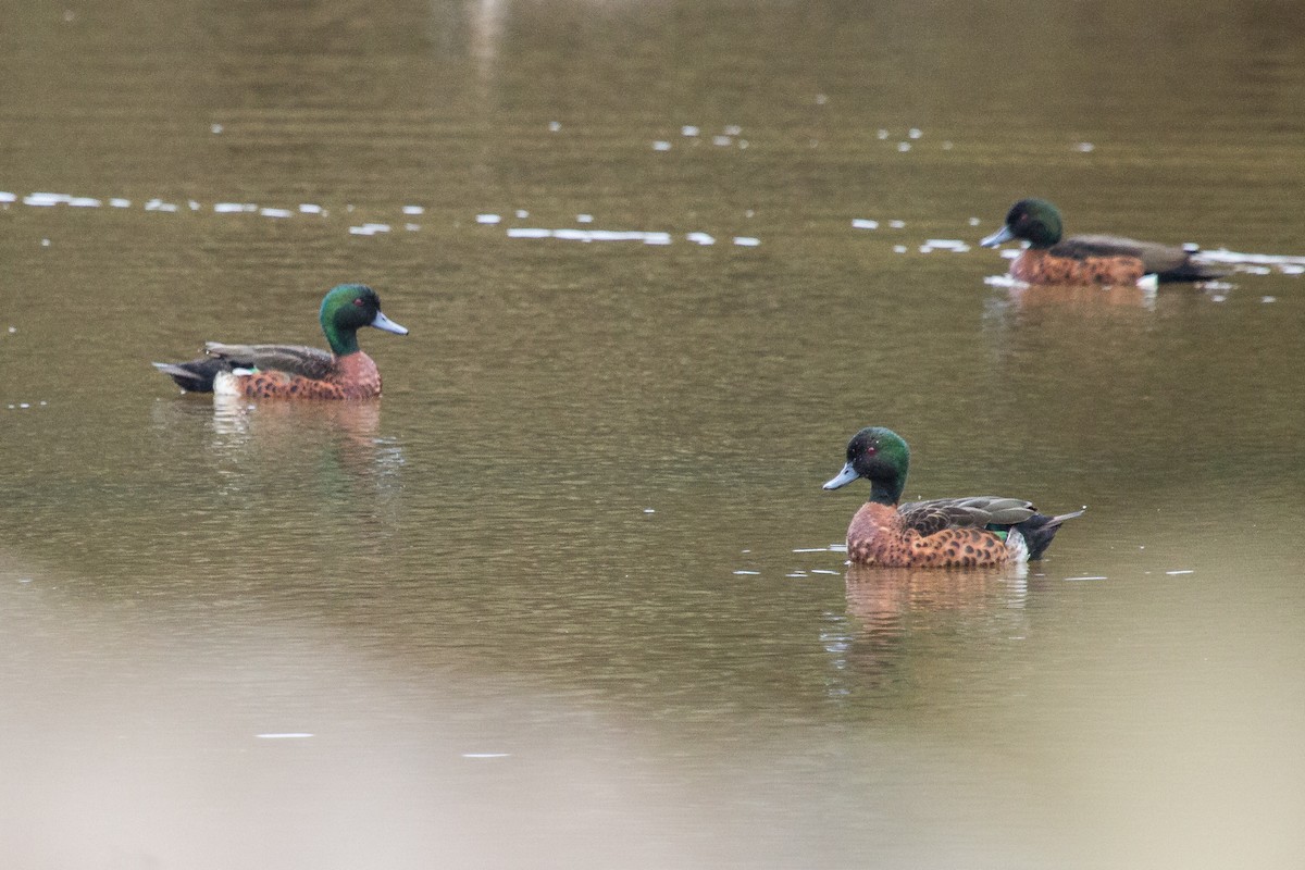 Chestnut Teal - ML112727921