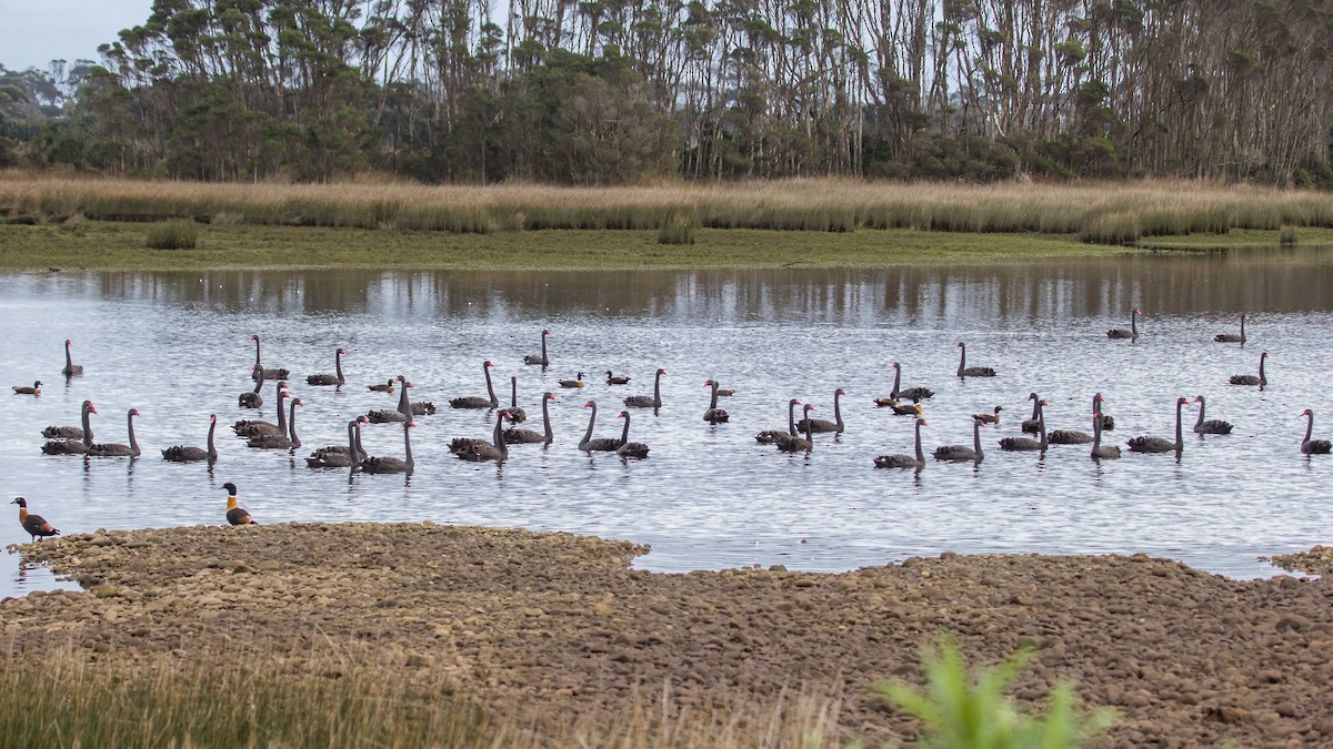 Black Swan - ML112727941