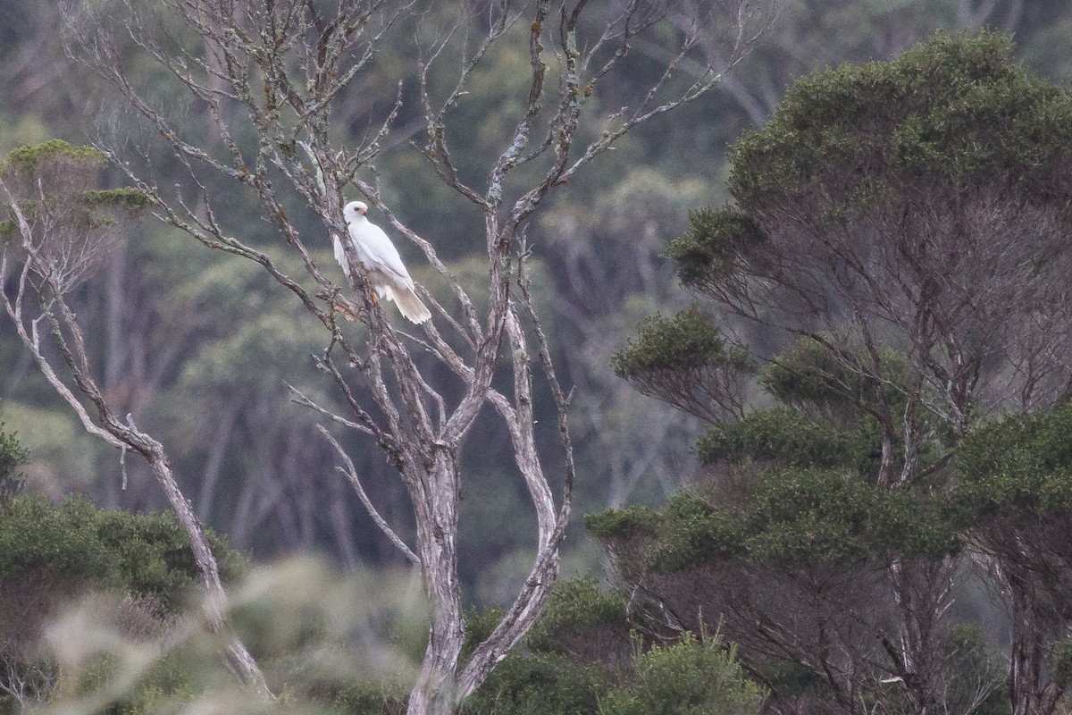 Gray Goshawk - ML112727971