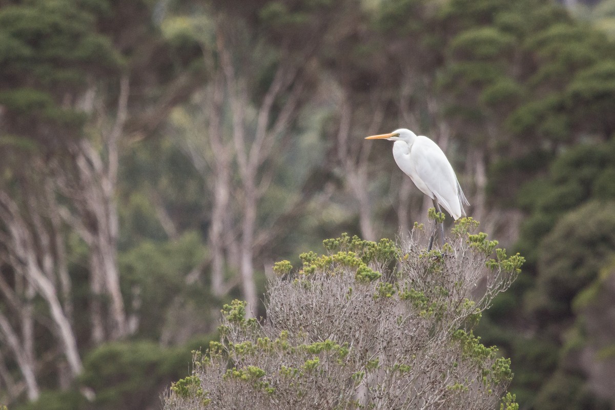 Great Egret - ML112728001