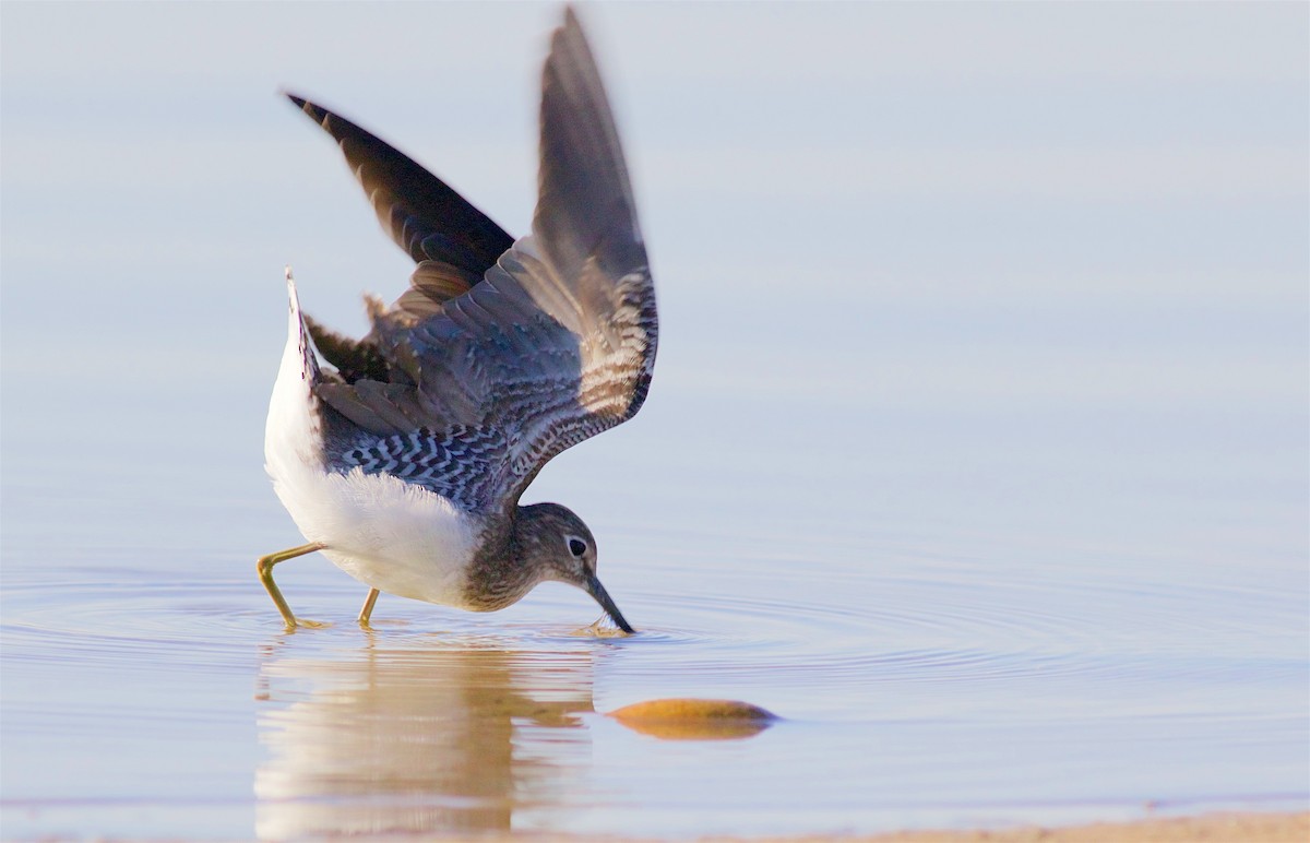 Solitary Sandpiper - ML112730951