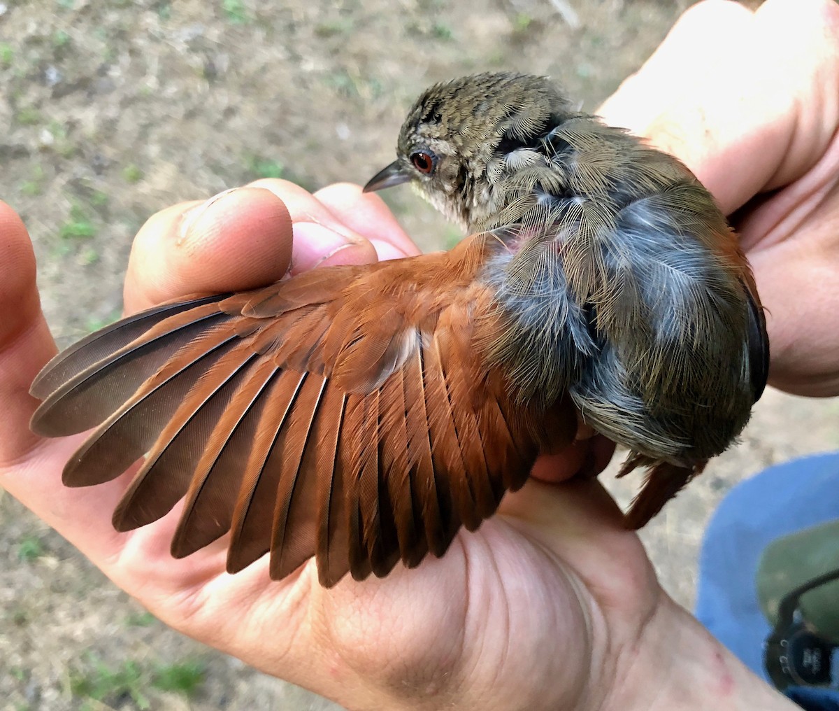 Plain-crowned Spinetail - ML112732091