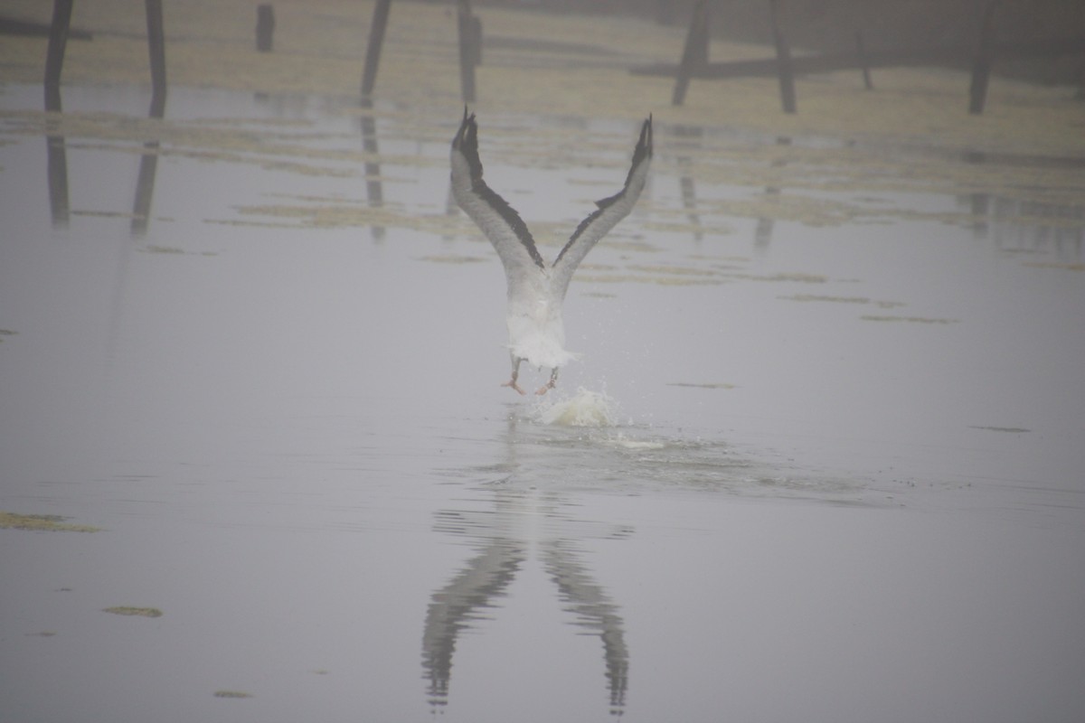 American White Pelican - ML112732221