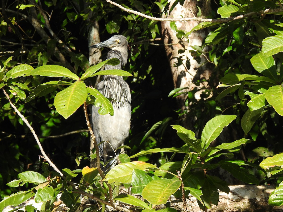 Great-billed Heron - ML112732701