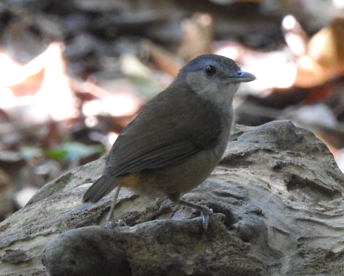 Horsfield's Babbler - ML112732991