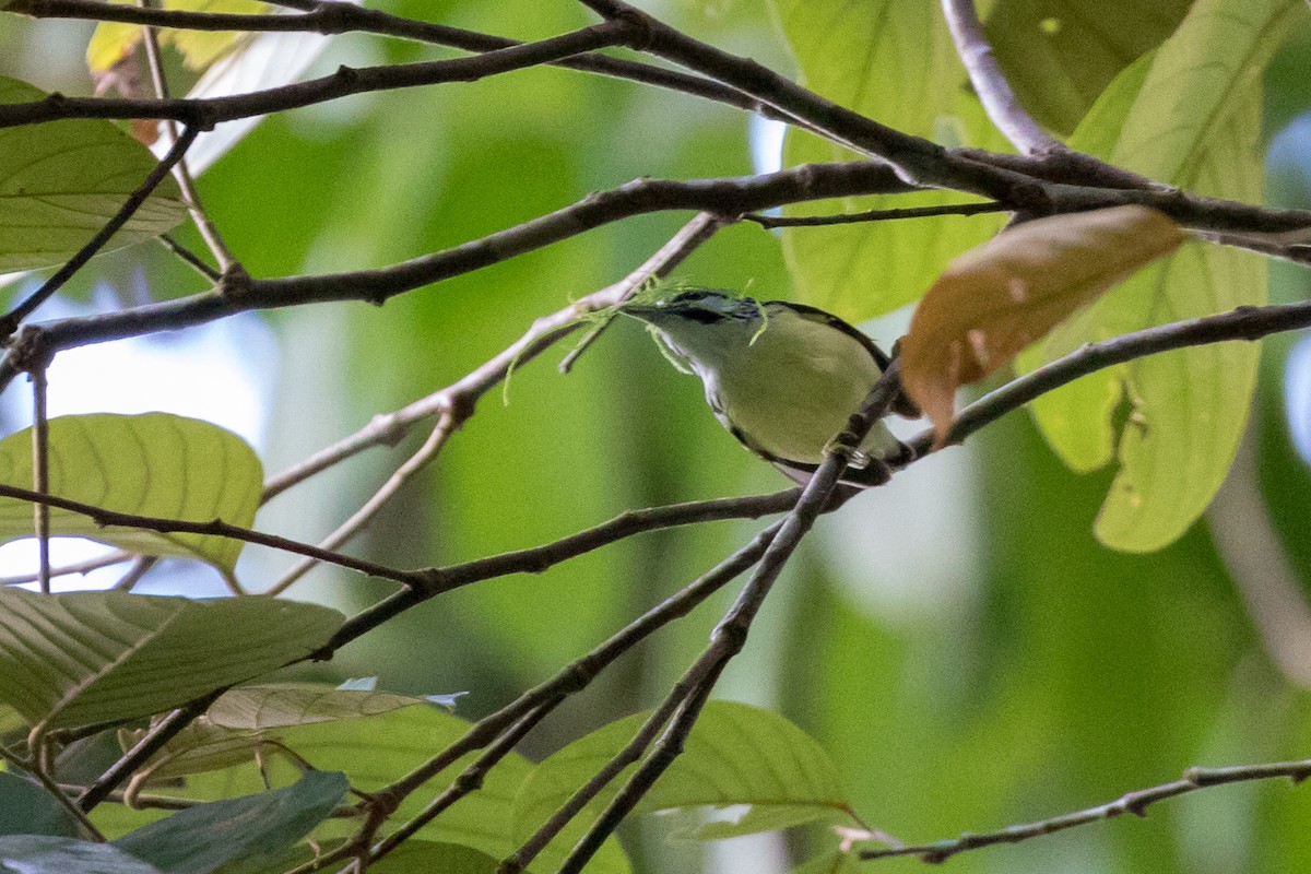 Moustached Antwren - ML112733871