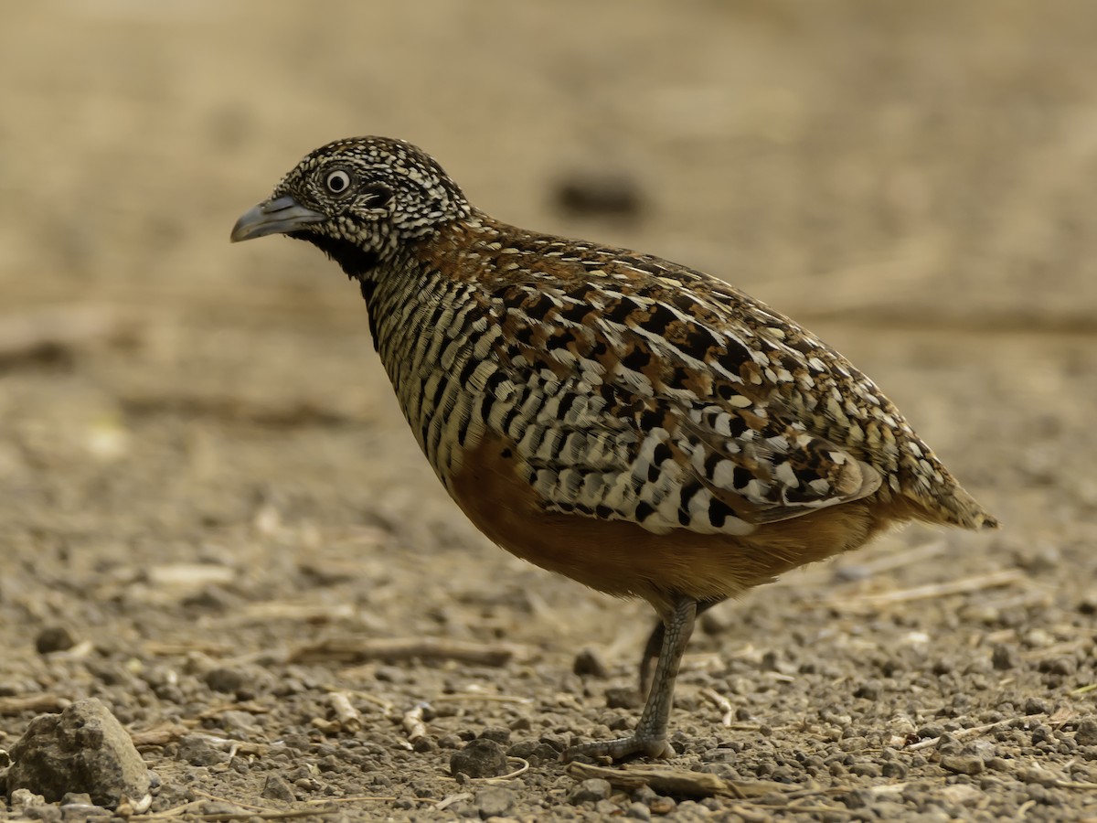 Barred Buttonquail - Ramesh Desai