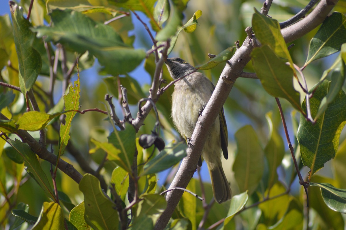 Brown Honeyeater - ML112737471