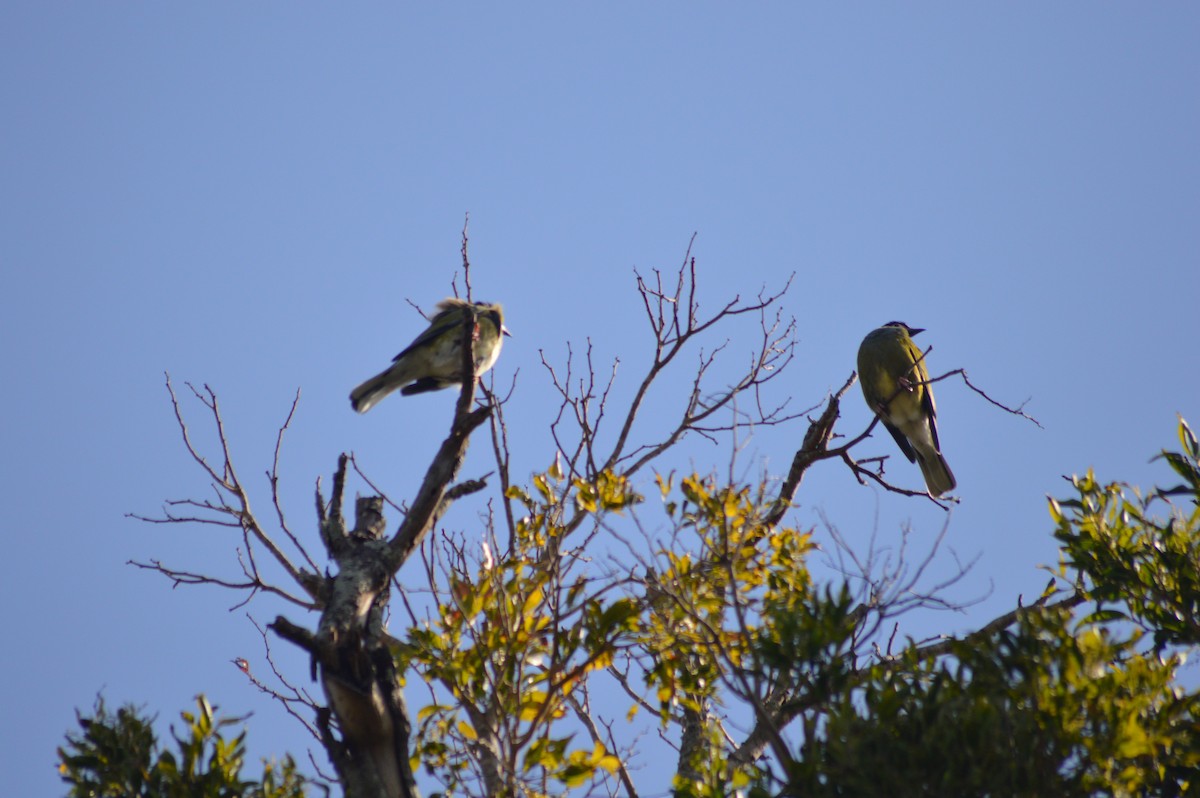 Australasian Figbird - ML112737491