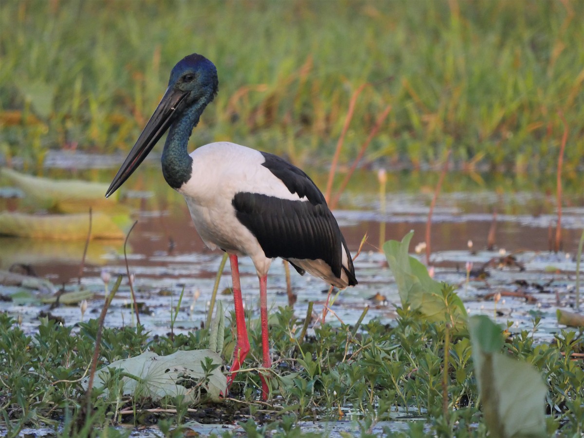 Black-necked Stork - Dan Pendavingh