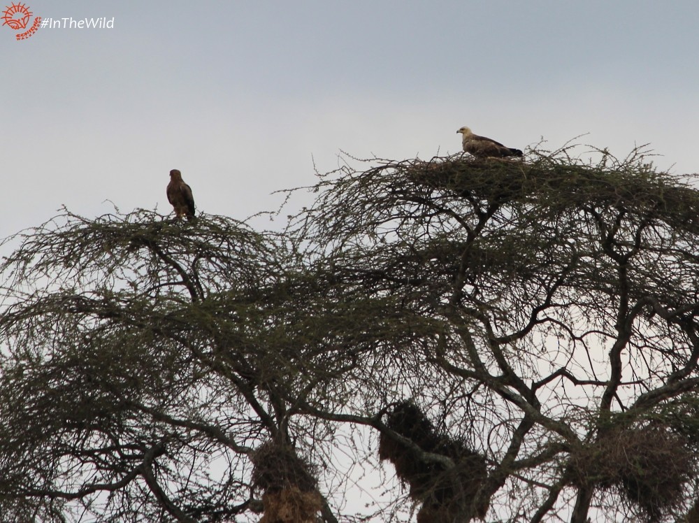 Tawny Eagle - ML112738001