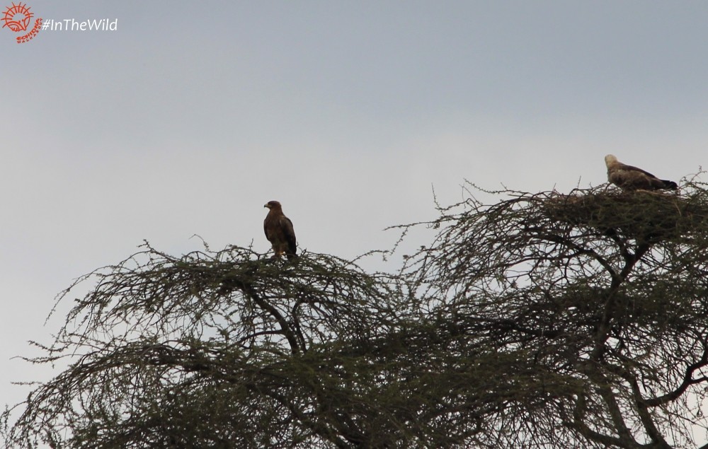 Tawny Eagle - ML112738011