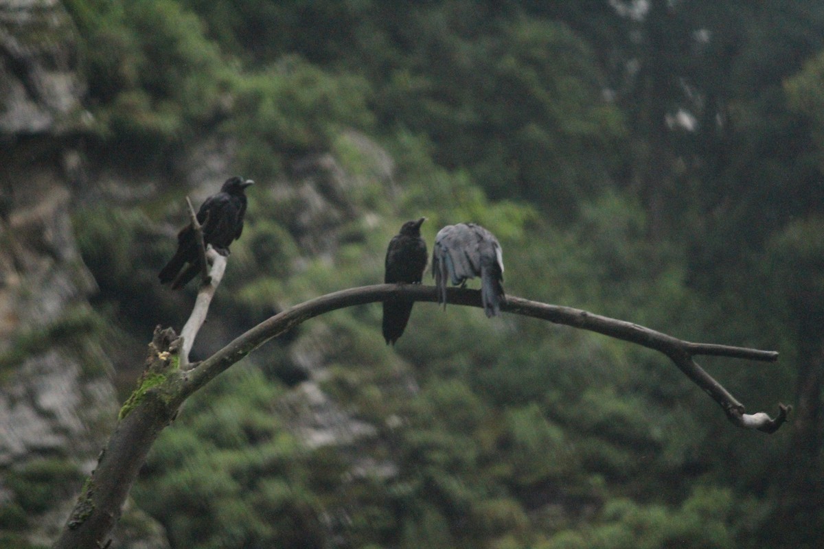 Large-billed Crow - ML112738431