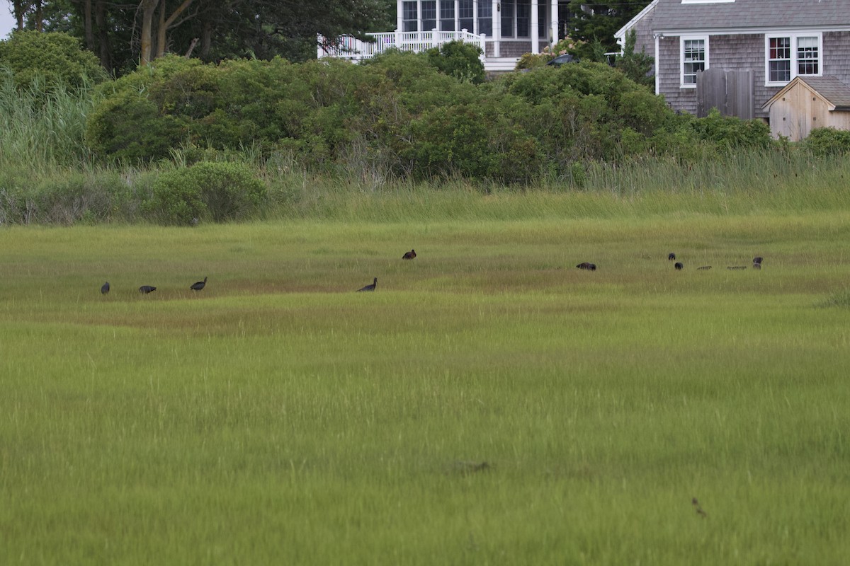 Glossy Ibis - ML112738561