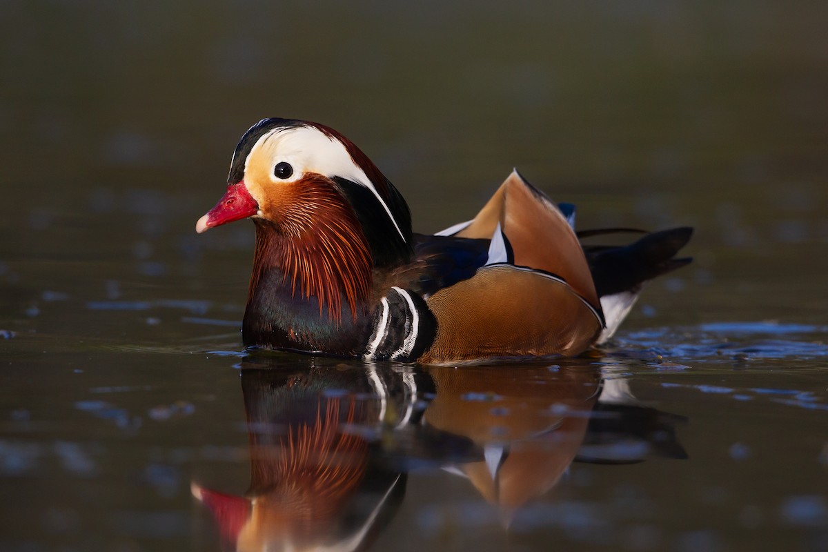 Mandarin Duck - ML112740081