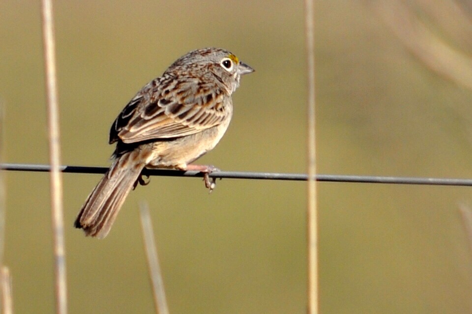 Grassland Sparrow - ML112741651