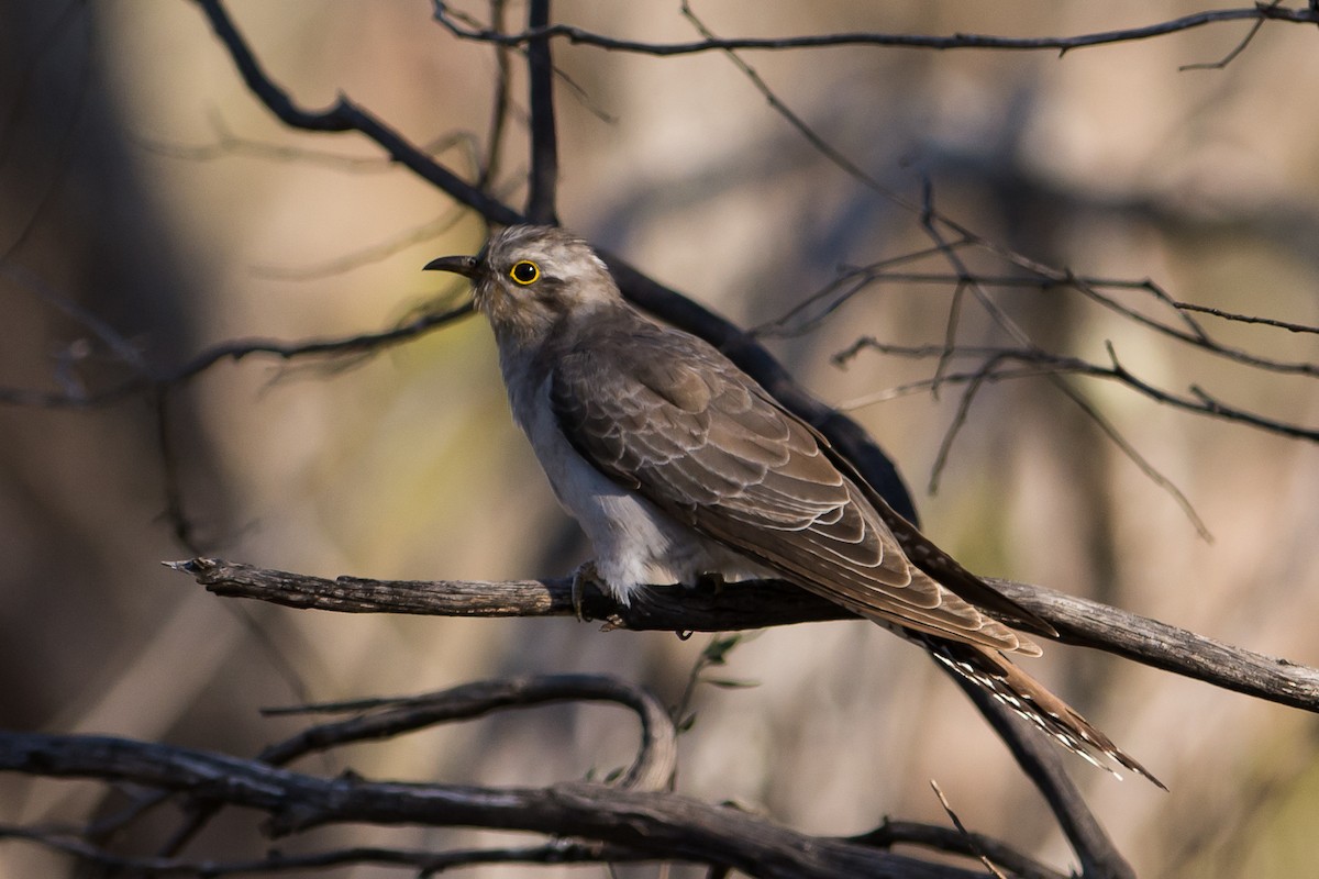 Pallid Cuckoo - ML112741941