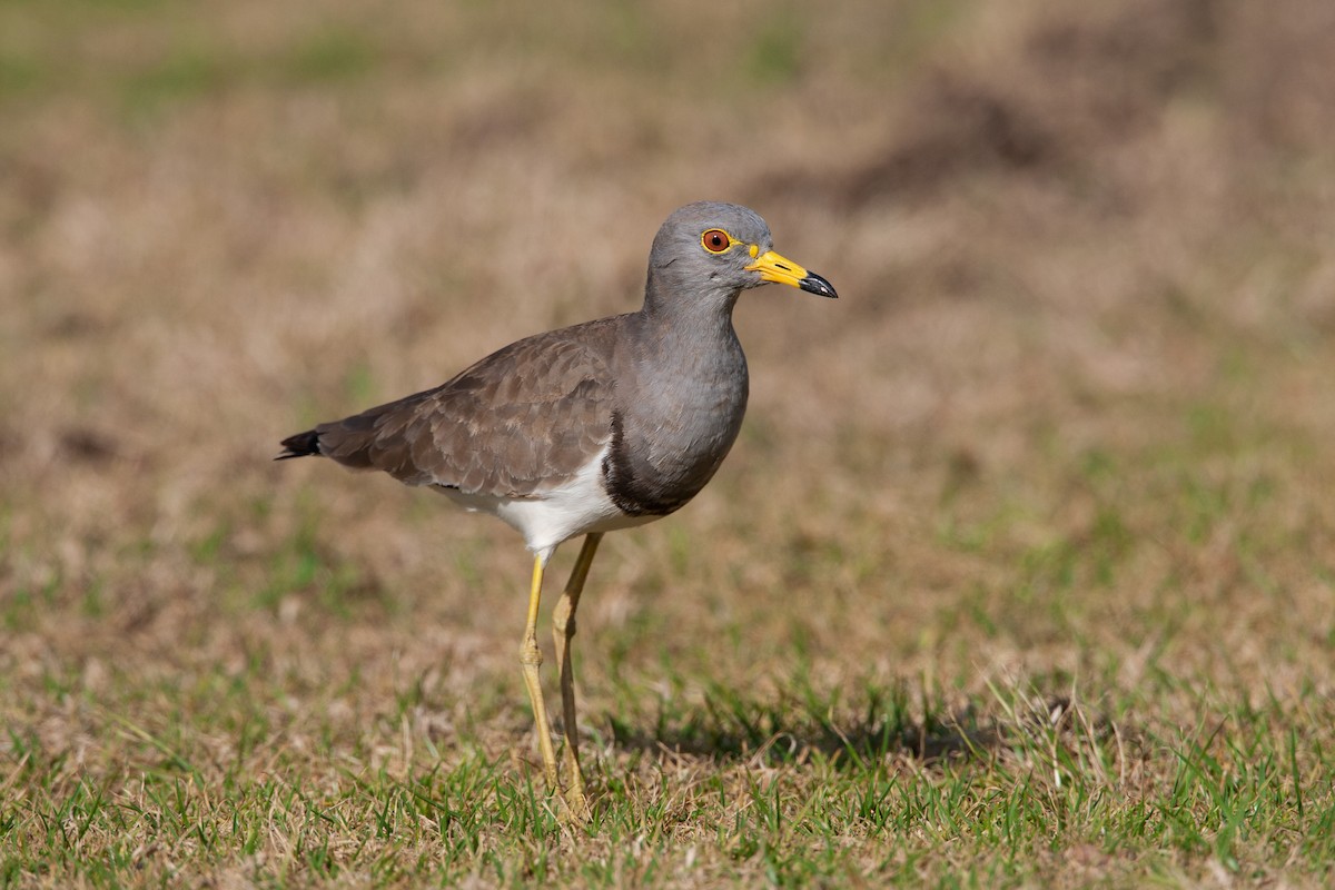 Gray-headed Lapwing - Ákos  Lumnitzer