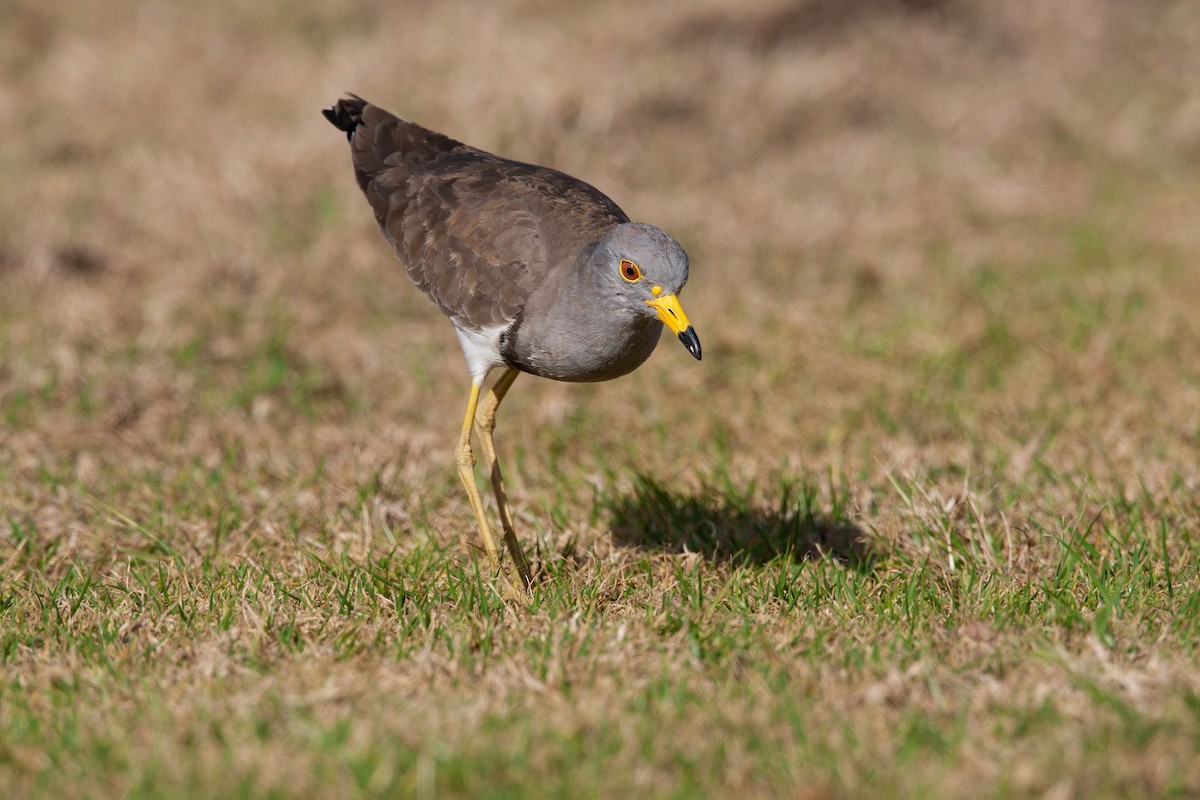 Gray-headed Lapwing - ML112742391