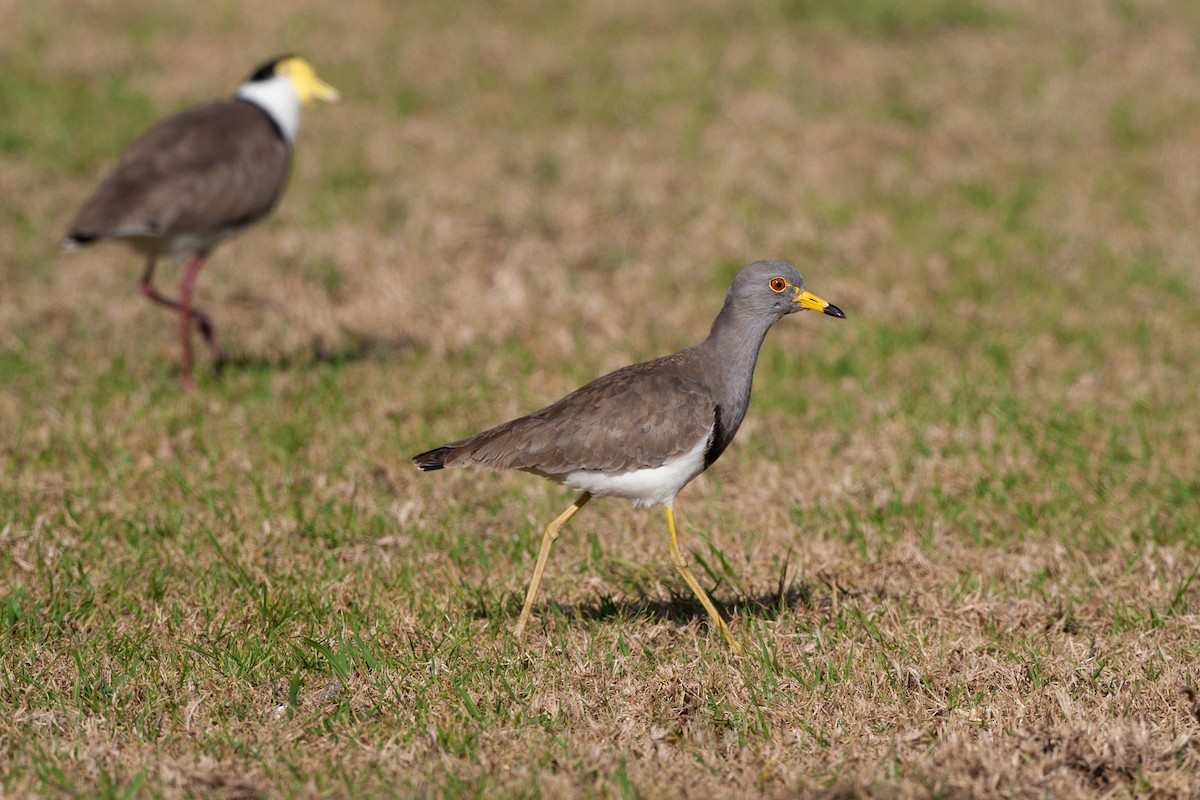 Gray-headed Lapwing - Ákos  Lumnitzer