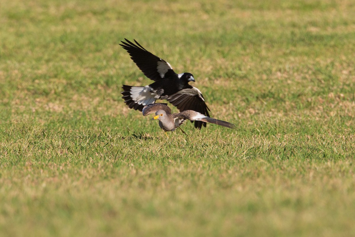 Gray-headed Lapwing - ML112742421