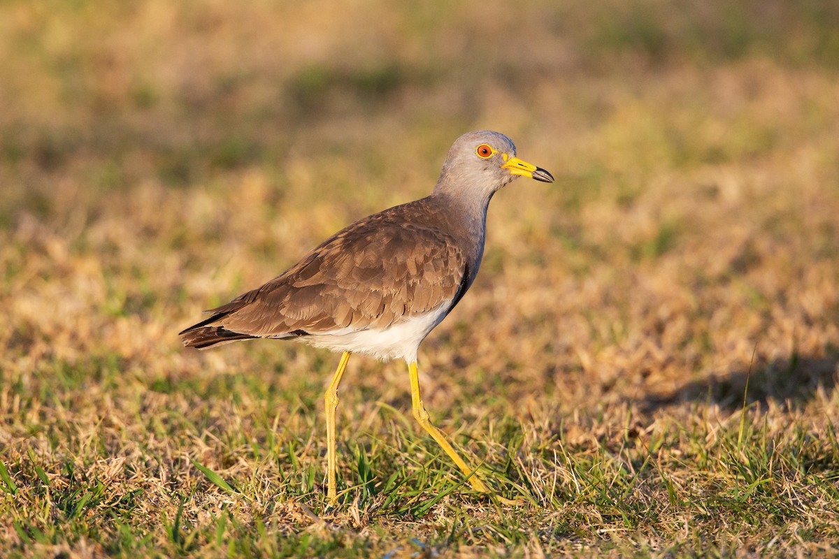 Gray-headed Lapwing - ML112742431