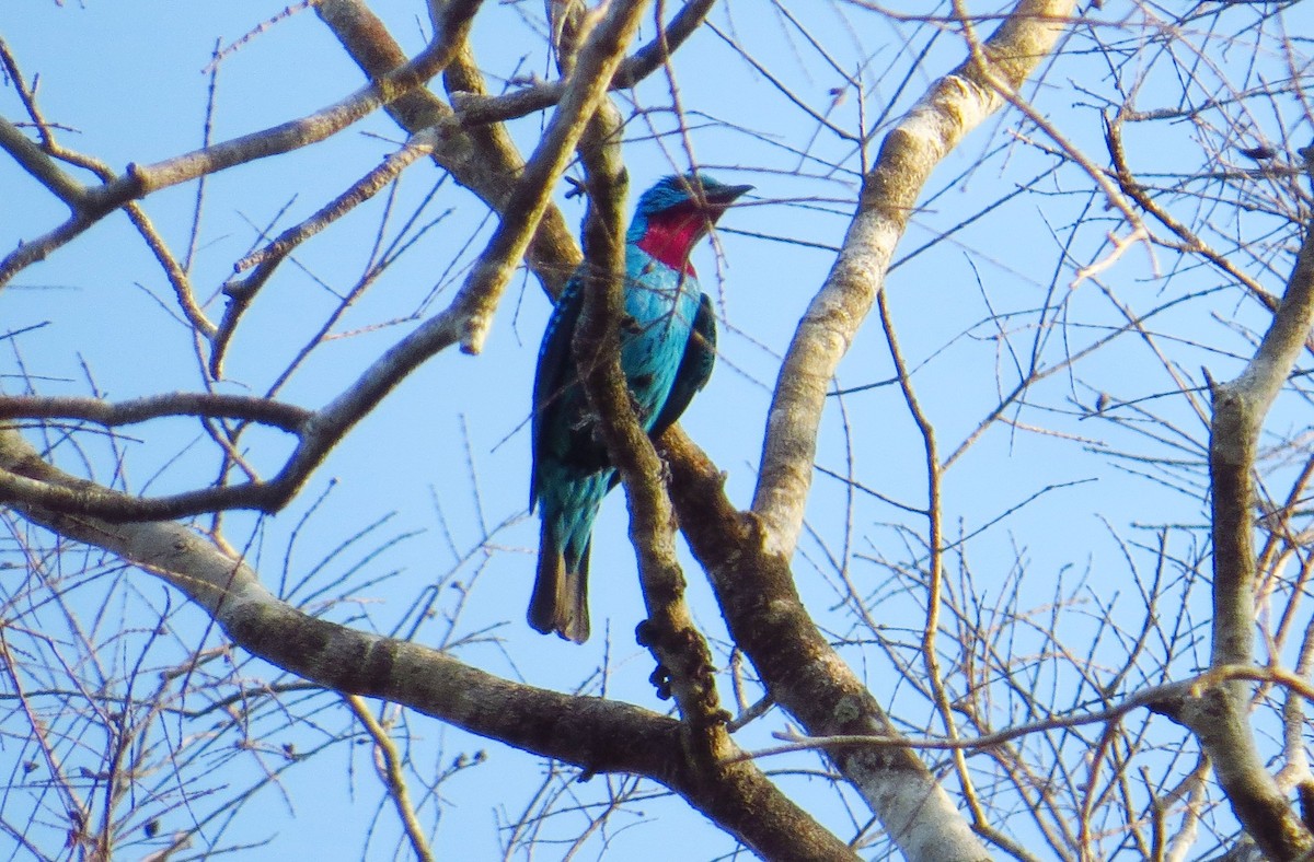 Cotinga de Cayenne - ML112743781