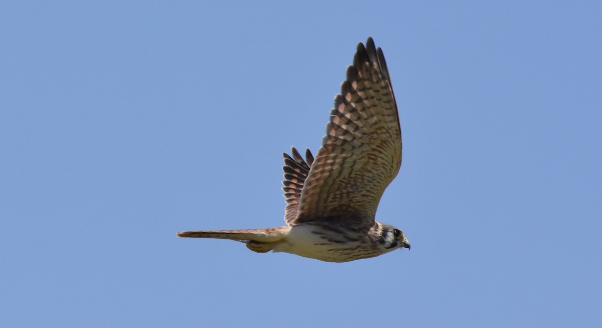 American Kestrel - ML112743841