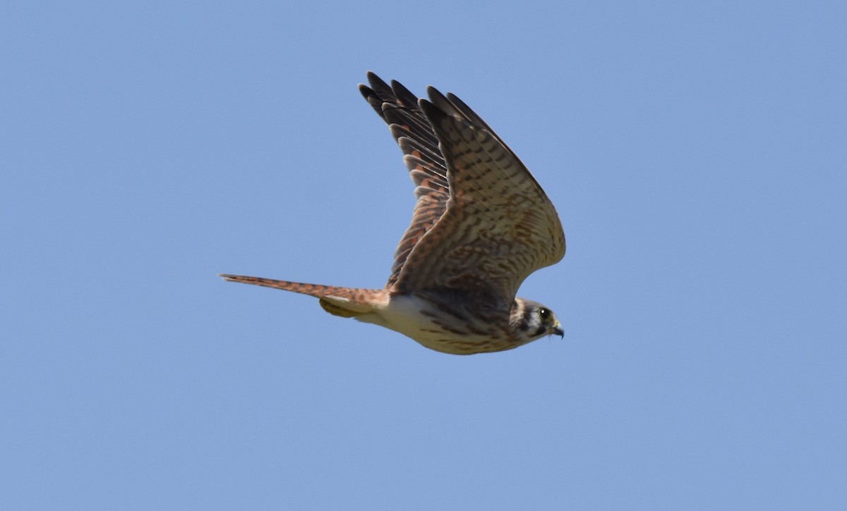 American Kestrel - ML112744011