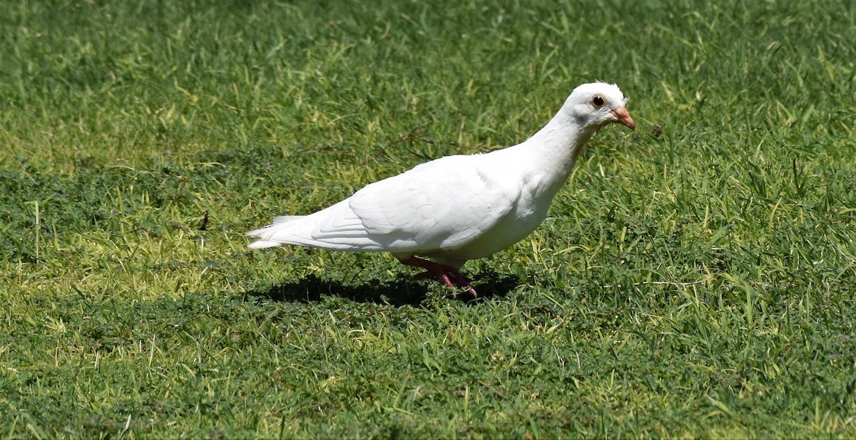 Сизый голубь (Одомашненного типа) - ML112744021