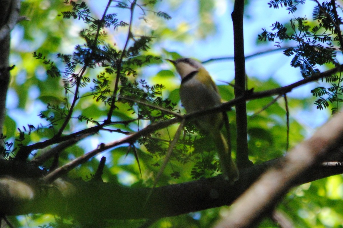 Rudd's Apalis - ML112744211