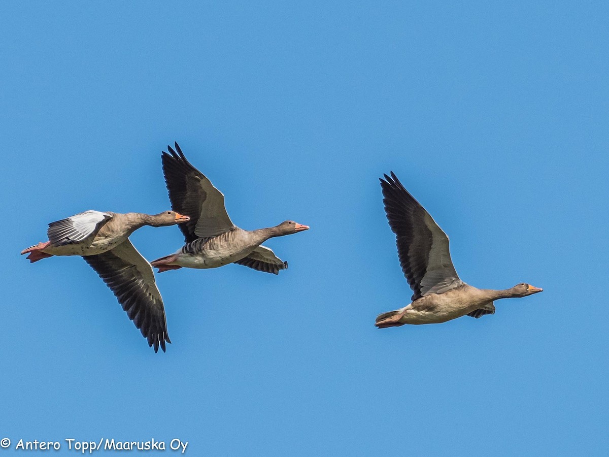 Graylag Goose - Antero Topp