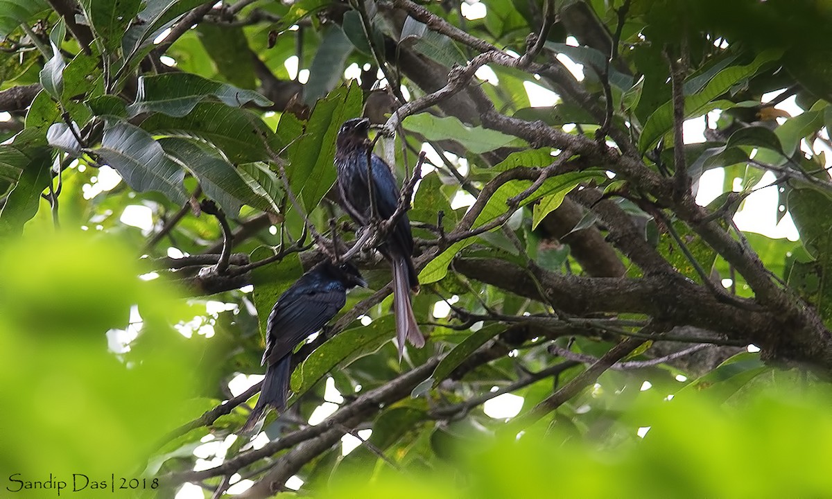 Drongo bronzé - ML112746941