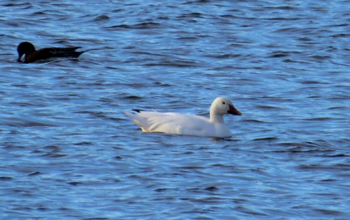 Snow Goose - ML112749271